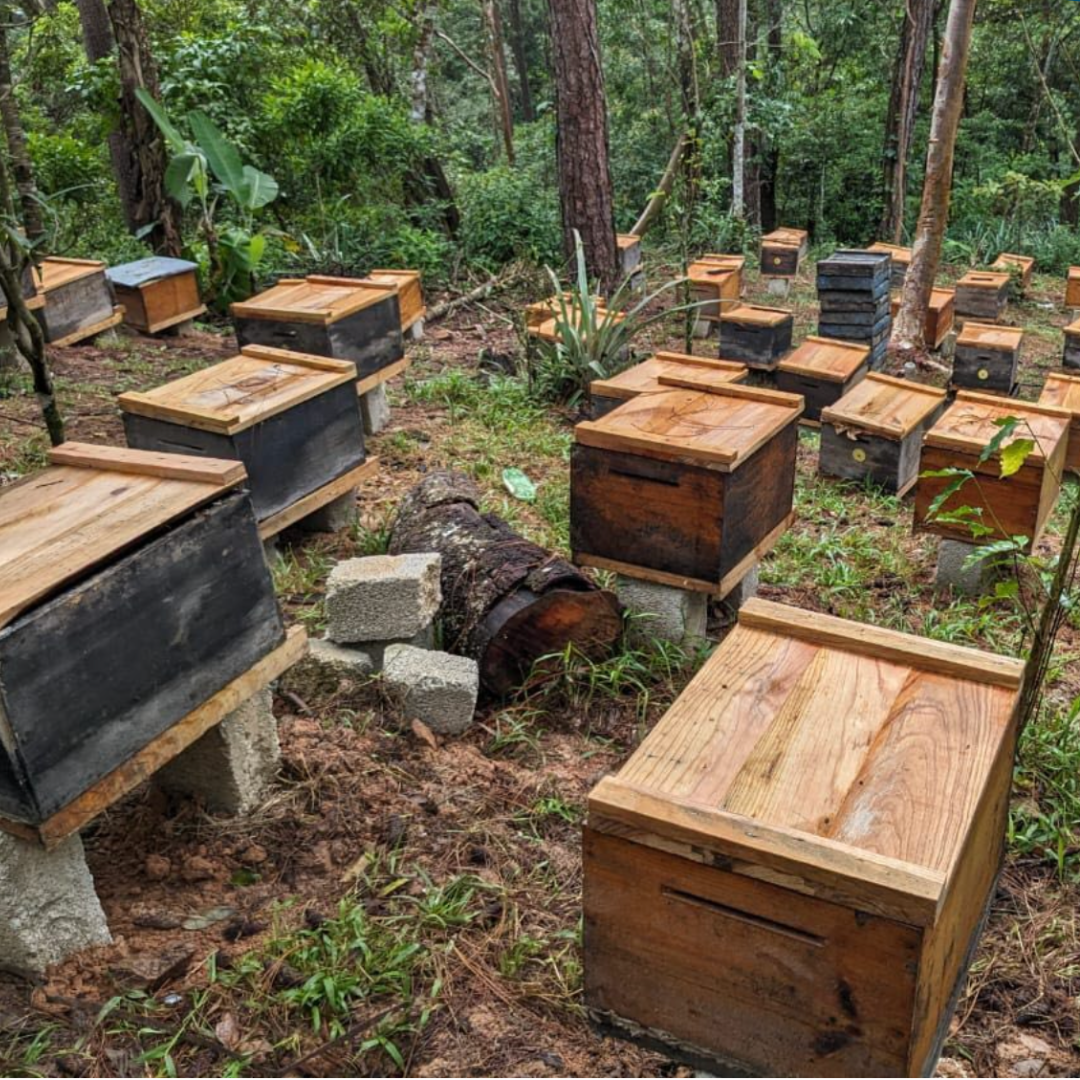 Miel Orgánica Polifloral